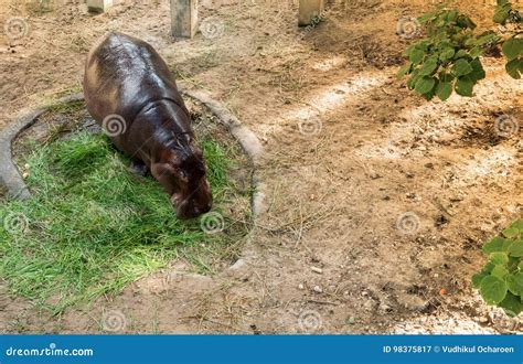 A Hippopotamus is Eating Grass Stock Image - Image of nature, huge ...