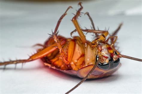 Roach Prevention Tips: Slaton, Wolfforth, Lubbock, TX: Bug Zappers Pest Control