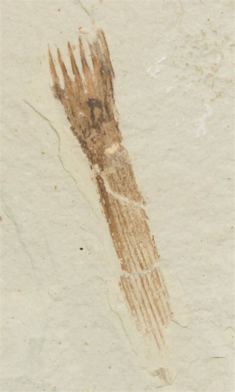 1.3" Fossils Horsetail Section (Equisetum) - Green River Formation For ...