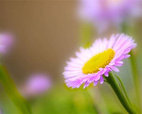 flower | Macro flower, Flowers, Flowers and garden