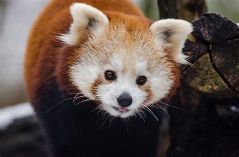 7 Things You Didn't Know About Red Pandas - Scientific American Blog Network | Red panda, Panda ...