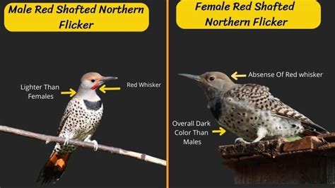 Northern Flicker Male Vs Female: Red & Yellow Shafted