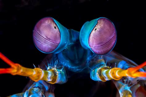 Putting the Mantis Shrimp to the Test: Do They Really See More Colors ...