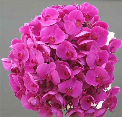 Online Orchid Flower Delivery | Orchidaceous! Orchid Blog