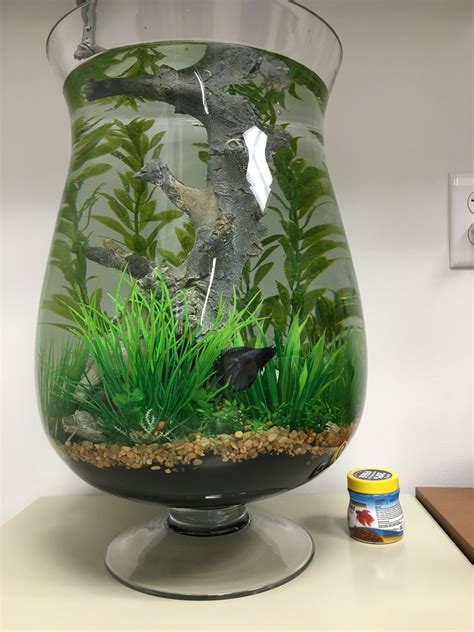 Large Betta vase | Fish plants, Betta fish care, Diy fish tank