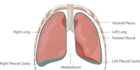 [Figure, Lung Anatomy. Lung anatomy illustration...] - StatPearls - NCBI Bookshelf