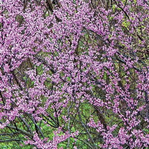 Redbud Tree: Native, Ornamental Trees from Gurney's