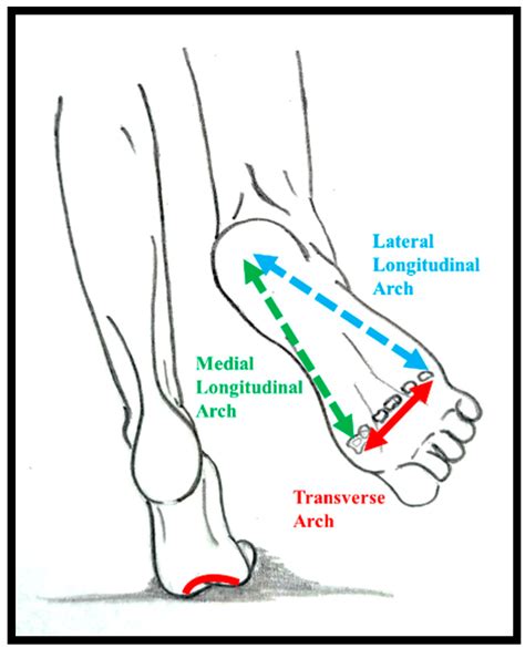 ASI | Free Full-Text | Comparison of the Changes in the Structure of the Transverse Arch of the ...