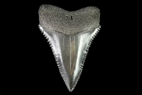 1.61" Fossil Great White Shark Tooth - A Beauty Of A Tooth (#76455) For ...