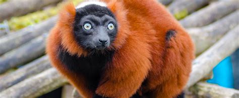 Red Ruffed Lemur - Lehigh Valley Zoo