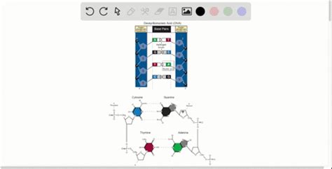 Chapter 3, The Cellular Level of Organization Video Solutions, Anatomy & Physiology | Numerade