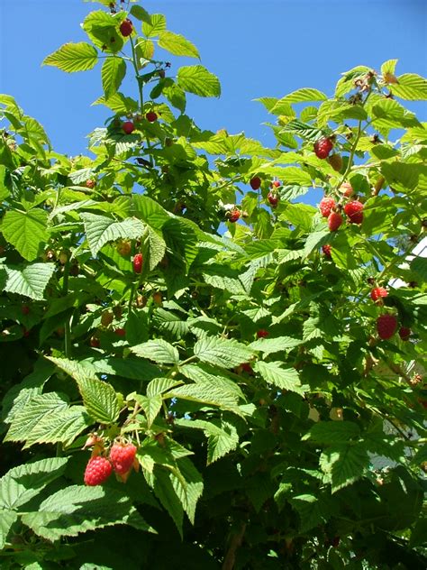 Oregon Coast Gardener: Strategies for Growing Fruit on the Oregon Coast