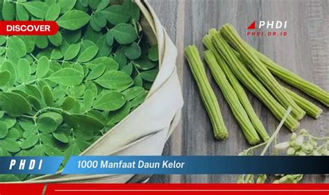 Temukan 1000 Manfaat Daun Kelor yang Jarang Diketahui