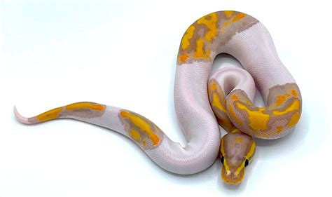 Banana Pied Ball Python – Reptile Pets Direct