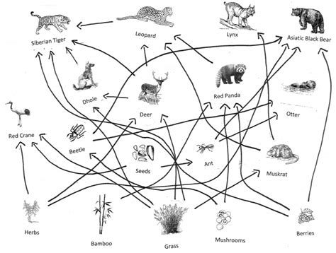 Tiger Food Chain Diagram