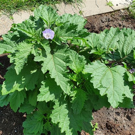 Nicandra physalodes, Shoo Fly Plant in GardenTags plant encyclopedia