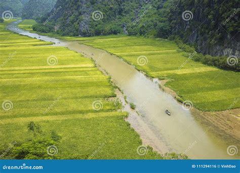 Rice Field in Tam Coc, Ninh Binh, Vietnam Stock Photo - Image of ...