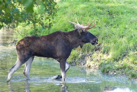 What Animals Live In Europe? - WorldAtlas