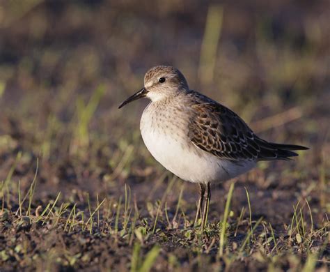 White-rumped Sandpiper by Tucky13 on DeviantArt