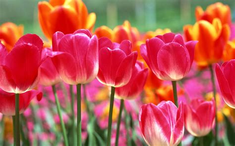 🔥 [50+] Spring Tulips Wallpapers | WallpaperSafari