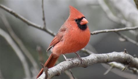 How to Identify a Baby Bird as a Cardinal | Sciencing