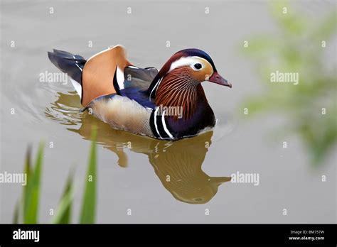 Mandarin Duck male Stock Photo - Alamy