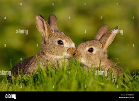 RABBIT Oryctolagus cuniculus A pair of young rabbits, or kittens, briefly touch noses in a ...