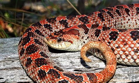 Southern Hognose Snake - A-Z Animals