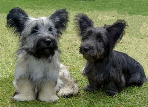 Skye Terrier Facts, Temperament, Care, Training, Puppies, Pictures