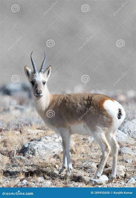 Tibetan gazelle stock photo. Image of herbivore, grass - 289935658