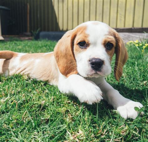 33 Beagle Mixed Breeds: List of Beagle Mix Breed Dogs | PetPress