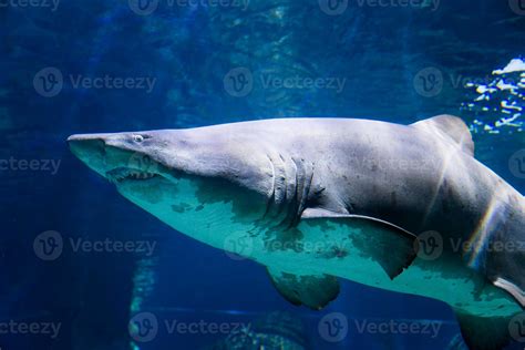 Great White Shark Underwater 21896434 Stock Photo at Vecteezy