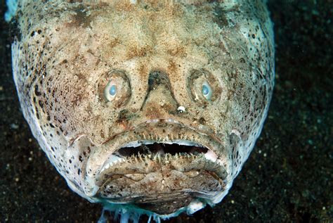 The Stargazer Fish : r/creepy