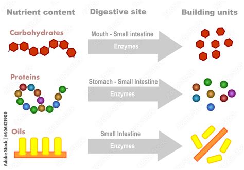 Absorption nutrients absorption diagram. Effect enzymes digestion ...