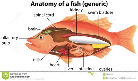 Fish illustration, Anatomy, Illustration