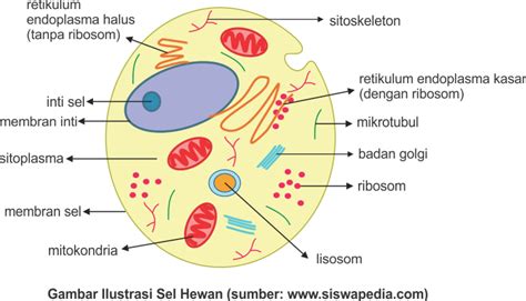 √ Perbedaan Sel Hewan dan Sel Tumbuhan - Blog Ilmu Pengetahuan