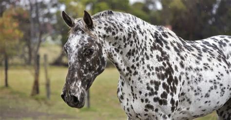 14 Common Black and White Horse Breeds - Horsey Hooves