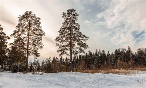 Snow Covered Green Forest Trees during Day · Free Stock Photo