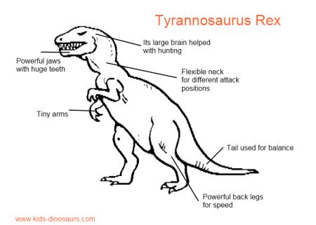 Dinosaur T Rex - Facts of Tyrannosaurus Rex Dinosaurs