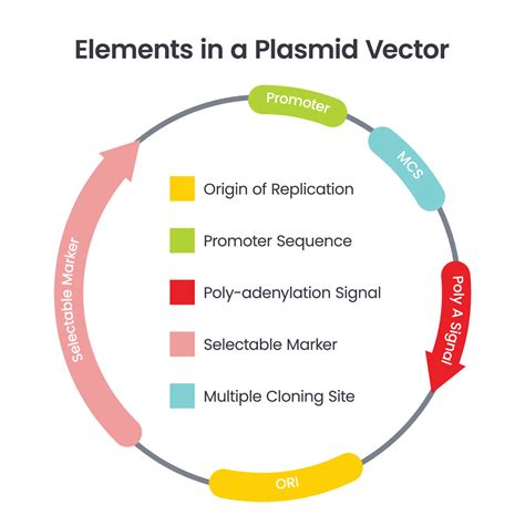 Designed Plasmid Vector