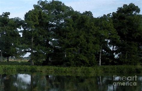 Swamp Cypress Trees Digital Oil Painting Photograph by Joseph Baril - Pixels