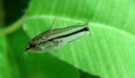 Corydoras pygmaeus keeping and breeding the pygmy cory cat – Artofit