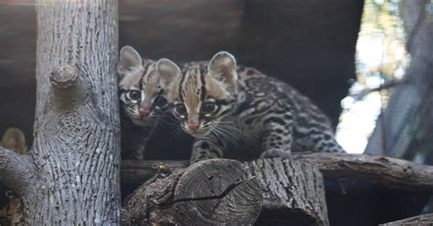 Baby ocelots now on exhibit