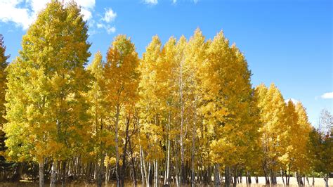 Enjoying Autumn In Flagstaff: A Day Trip From Phoenix To See Golden ...