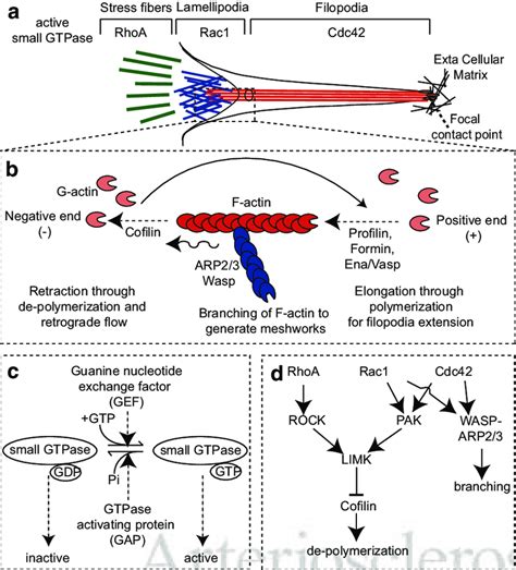 Overview of the filopodia/lamellipodia machinery during cell migration.... | Download Scientific ...