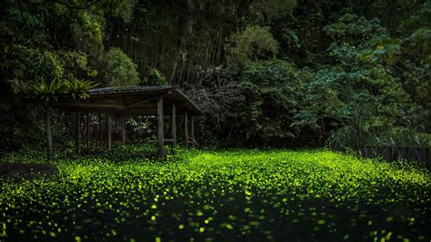 The firefly forest | Forest, Picture, Firefly