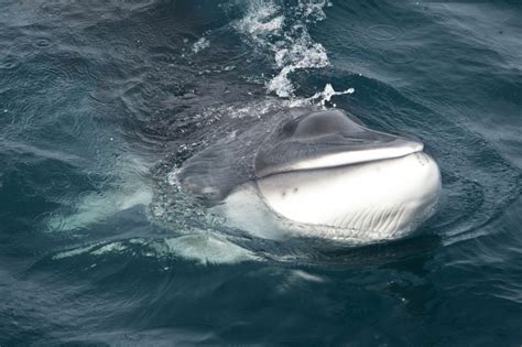 Minke Whale – "OCEAN TREASURES" Memorial Library