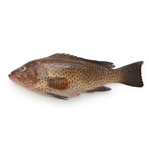 Buy Wild-Caught Fresh Local Hamour / Suman - Small Online| FreshCatch