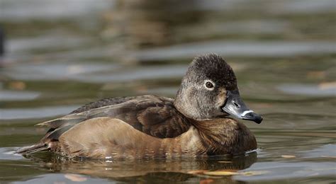 Ring Necked Duck female | Wildlife photography, Bird species, Redhead duck