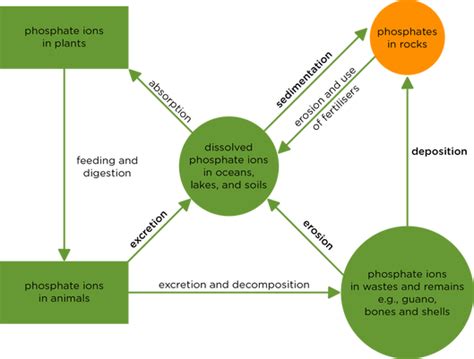 Nutrient cycles PDF